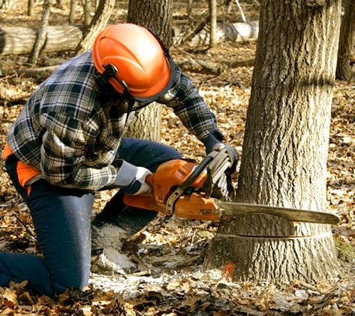 Tree Removal in Coupland, TX